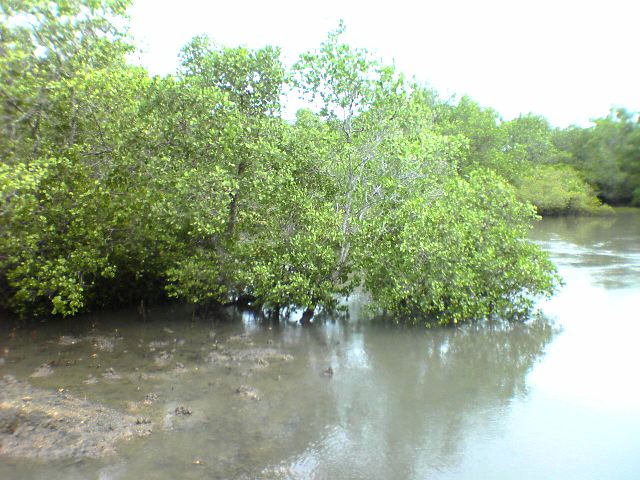 http://tjacing.files.wordpress.com/2008/11/mangrove4.jpg
